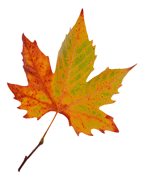 maple leaf image